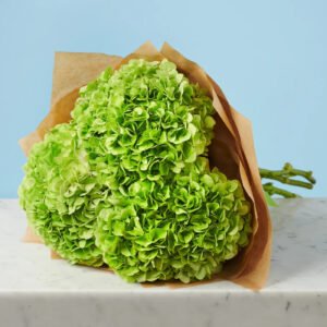 Bouquet Hortensias Vert