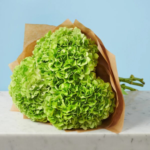 Bouquet Hortensias Vert