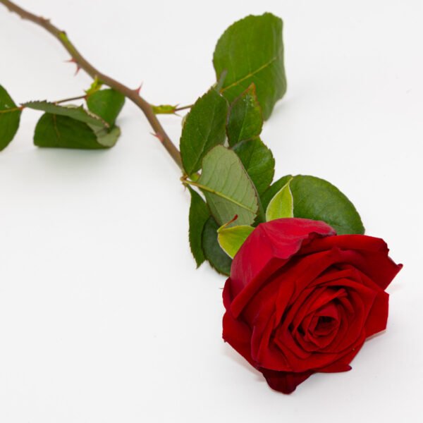 Rose Rouge Royale
