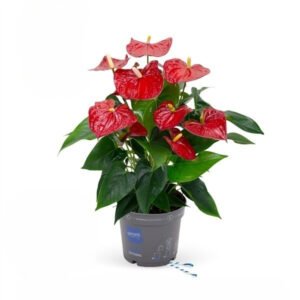 Anthurium