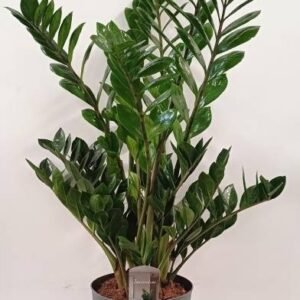 Zamioculcas
