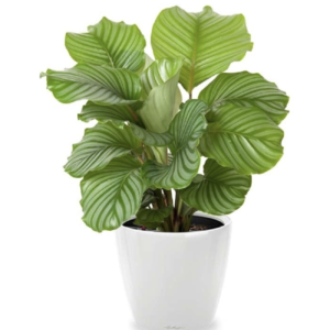 Calathea