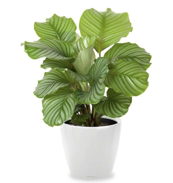 Calathea
