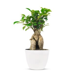 Ficus ginseng