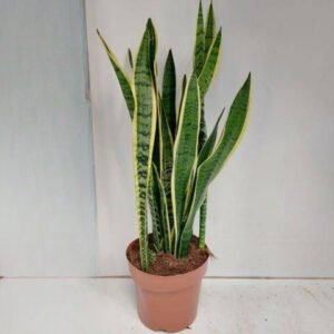 Sansevieria