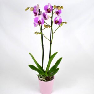 Orchidée violette