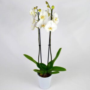 Orchidée blanc
