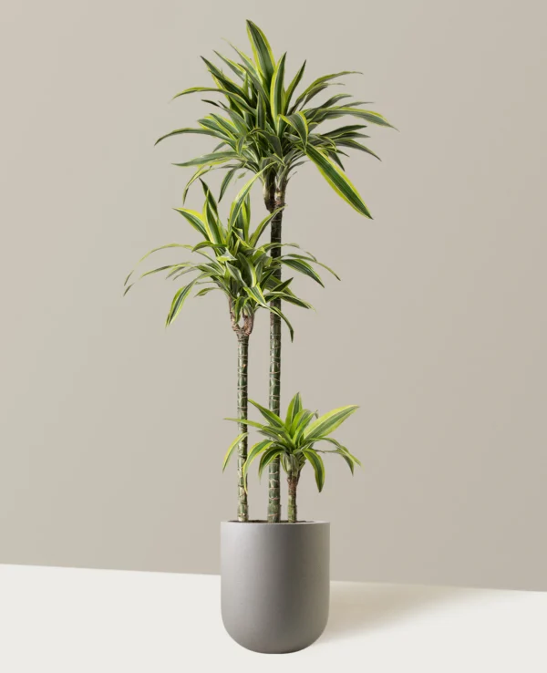 Dracaena  Lime